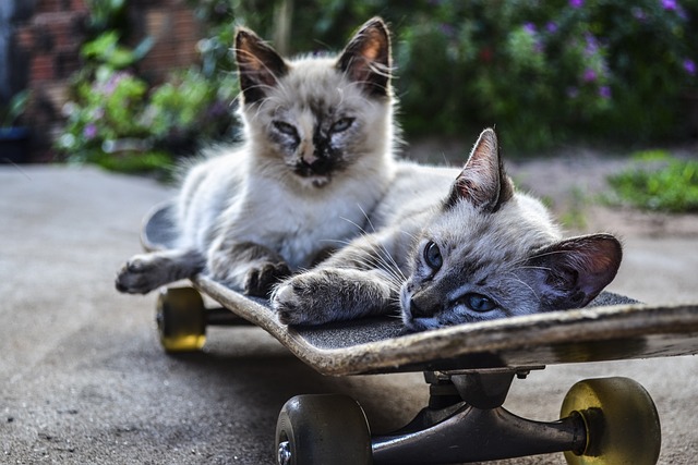 best skateboards