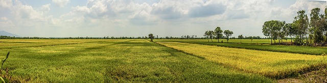 Delta-8 THC Near Me