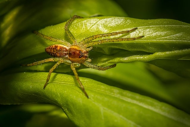 Eco-Friendly Pest Control