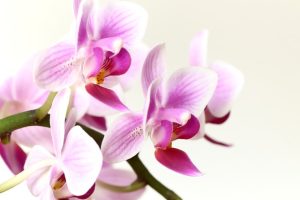 Facial Spa Secrets: Unlocking Youthful Radiance through Collagen-Stimulating Treatments