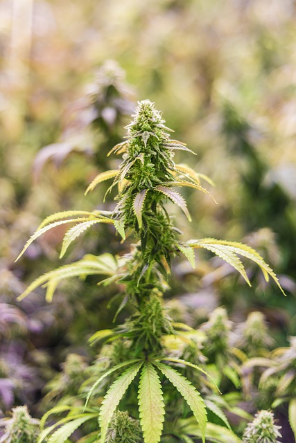 Full Spectrum CBD Tincture