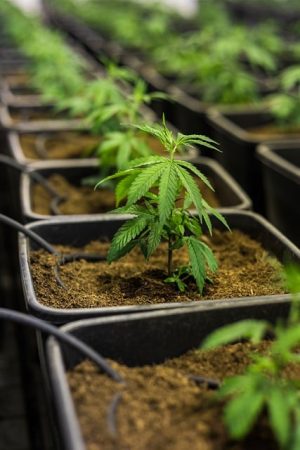 Full Spectrum CBD Tincture: A Holistic Approach to Stress and Anxiety Relief