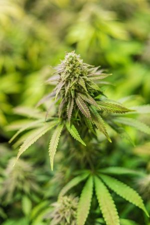 Optimizing Quick Absorption: The Science and Application of Full Spectrum CBD Tinctures