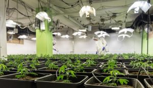 Optimizing Health with Customizable Full Spectrum CBD Tinctures: A Guide to Dosage and Benefits