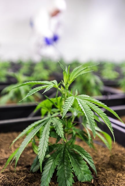 Full Spectrum CBD Tincture