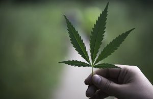 Decoding Full Spectrum Hemp Oil: Cannabinoids, Terpenes, and Benefits