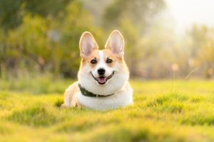 Guarding Canine Welfare: The Essentials of Safety-Certified Heated Dog Houses