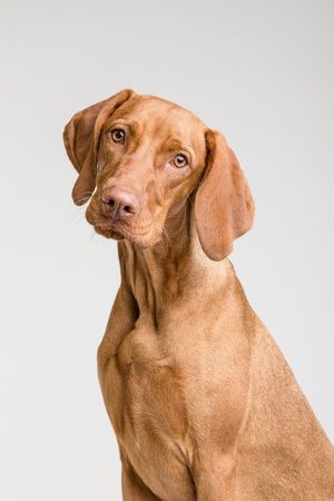 Mastering Home Climate Control: From Programmable Thermostats to Heated Dog Houses