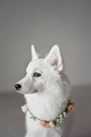 Keeping Pets Cozy: Building and Outfitting Heated Dog Houses for Cold Climates