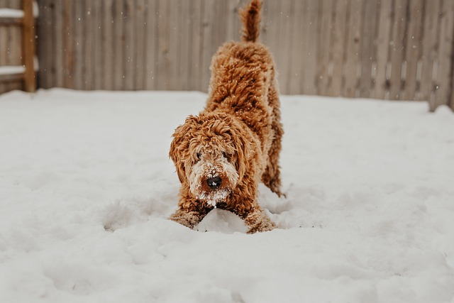 heated dog house