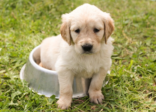 heated dog house