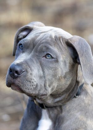 Optimizing Canine Comfort: A Guide to Heated Dog House Thermostats