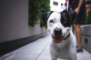 Optimizing Canine Comfort: A Guide to Heated Dog Houses