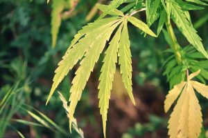 Unlocking the Potential of Hemp Terpenes: A Guide to Uses, Benefits, and Market Sourcing