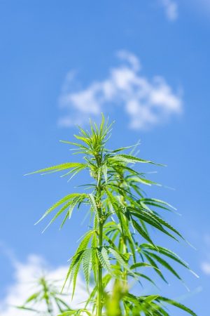 Elevate Mood Naturally: Discovering Hemp Terpenes for Sale and Their Benefits