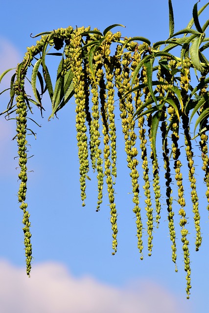 Hemp Terpenes for Sale