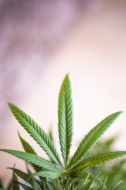 Hemp Terpenes for Sale