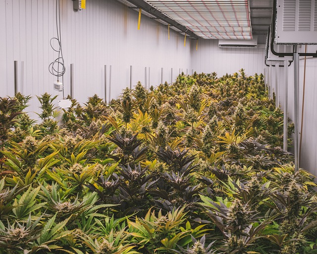 Hemp Terpenes for Sale