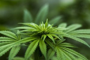 Decoding High Potency Cannabinoids: Effects, Science, and Legal Implications