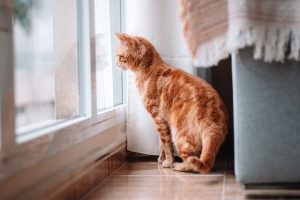 Seasonal Maintenance Mastery: Keeping Your Home in Repair Year-Round