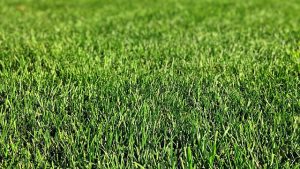 Optimizing Curb Appeal: The Impact of Professional Residential Lawn Mowing Services