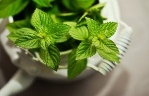 Maximizing Wellness with Mint Flavored CBD Tincture: A Comprehensive Guide