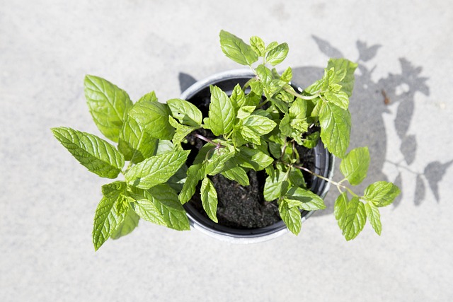 Mint Flavored CBD Tincture