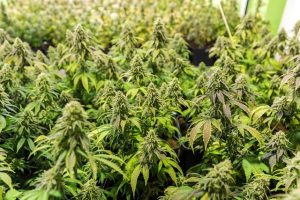 Maximizing Benefits: The Science and Use of Mint Flavored CBD Tincture for Fast Absorption