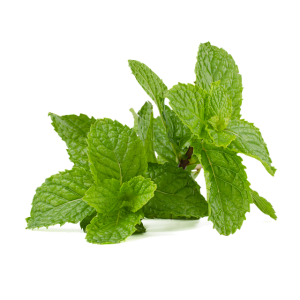 mint-flavored-cbd-tincture-640x480-26864075.png