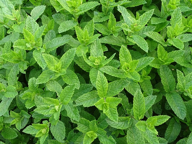 Mint Flavored CBD Tincture
