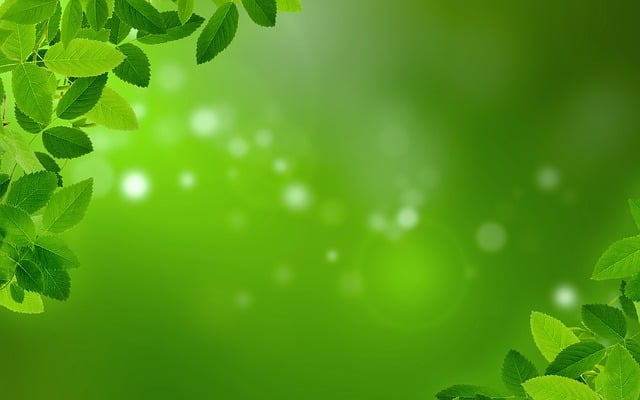 Mint Flavored CBD Tincture
