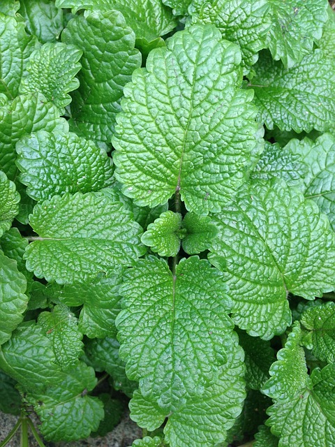Mint Flavored CBD Tincture