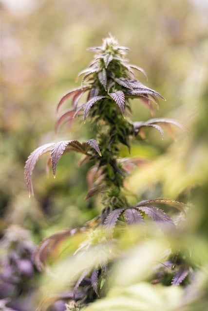 Mint Flavored CBD Tincture