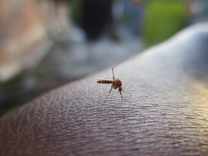 Achieve Mosquito & Tick Control: Natural Repel Strategies for Summer