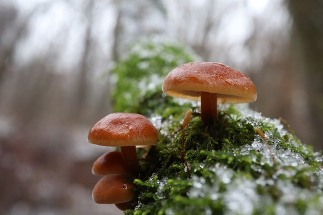 Mushroom Gummies for Focus