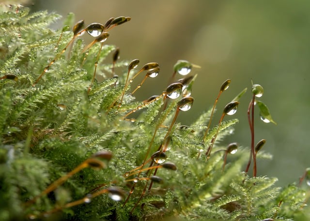 Mushroom Gummies for Focus