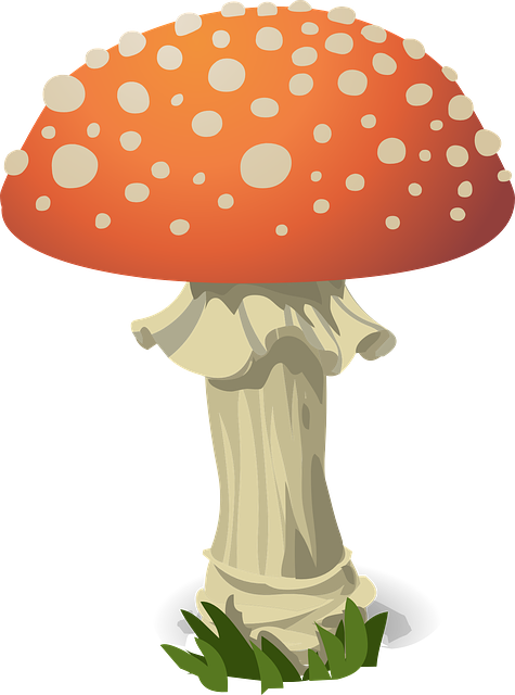 Mushroom Gummies for Focus