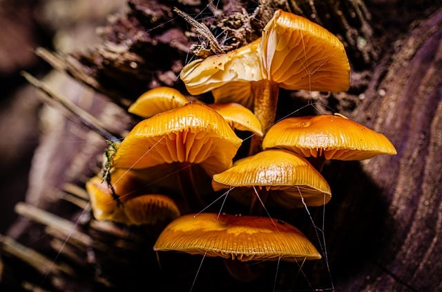 Mushroom Gummies for Focus