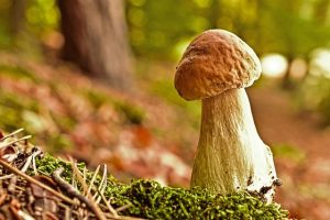 Mushroom Gummies for Focus: A Delicious Pathway to Enhanced Cognition