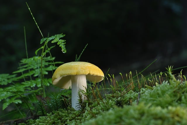mushroom-gummies-for-focus-640x480-82281065.jpeg