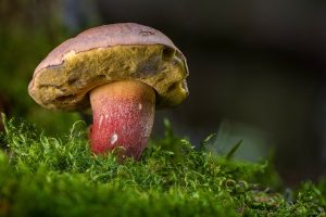 Optimizing Focus: The Synergy of CBD and Medicinal Mushroom Gummies