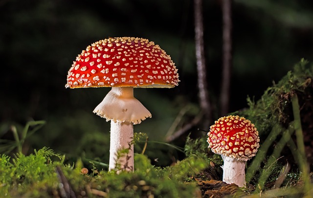 Mushroom Gummies for Focus