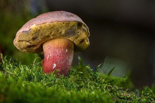 Mushroom Gummies for Focus