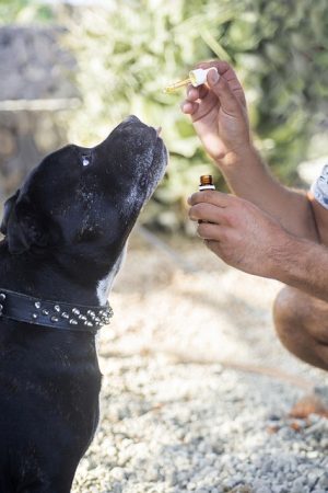 Harnessing Full Spectrum Hemp Oil for Optimal Mood Balance