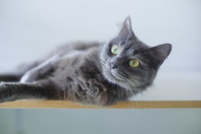 online pet marketplace