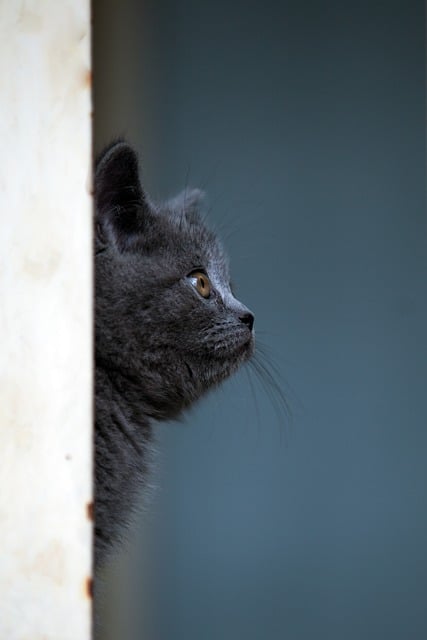 online-pet-marketplace-640x480-17297693.jpeg