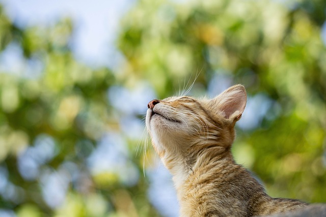 online pet marketplace