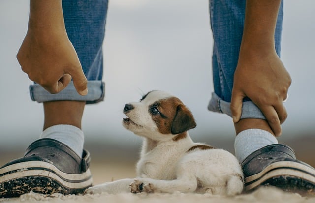 online pet marketplace