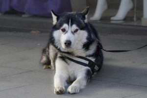 The Heartfelt Craft of Expert Pet Sitting and Dog Walking