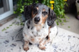 Optimizing Pet Care: Weighing Pet Sitting vs. Dog Walking Services for Stress-Free Owner Absences